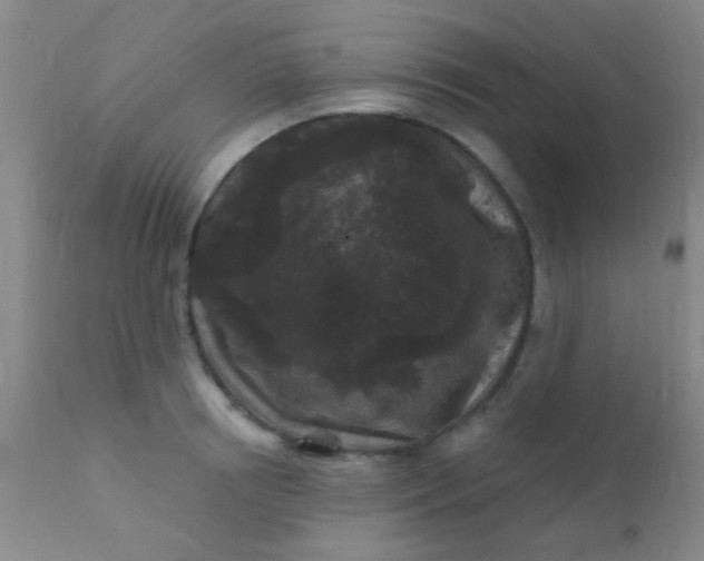 X0000110940850200907022131