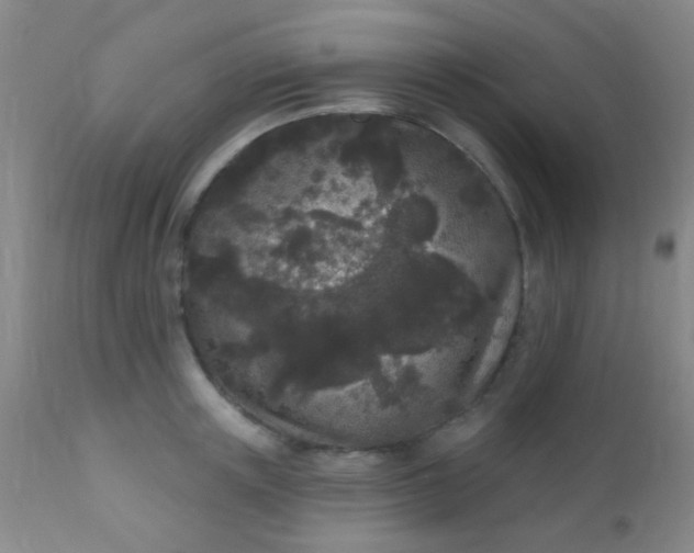 X0000110940851200907022131