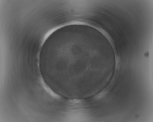 X0000110940862200907022131