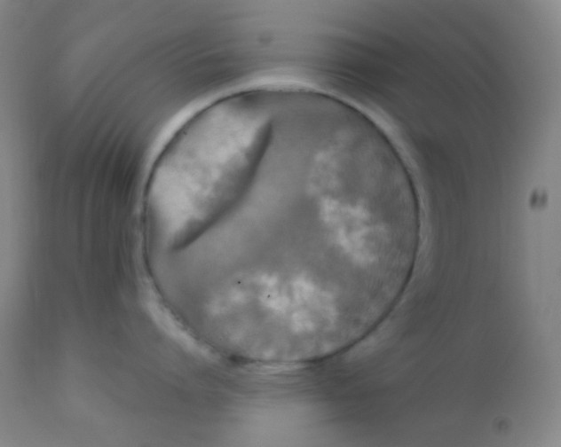 X0000110940864200907022131