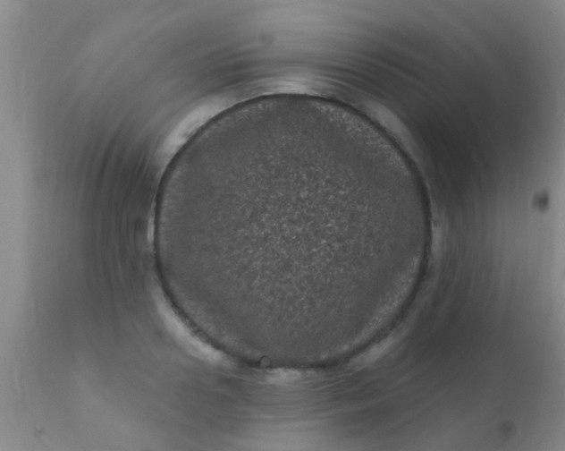 X0000110940938200907022130