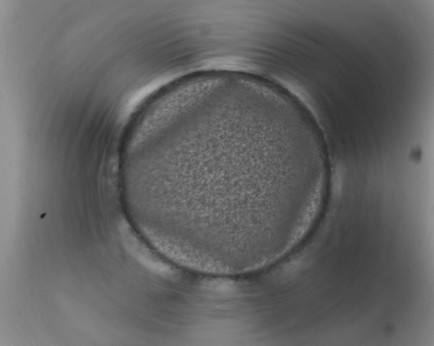 X0000110940971200907022129