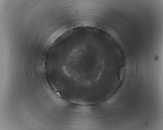 X0000110940977200907022129