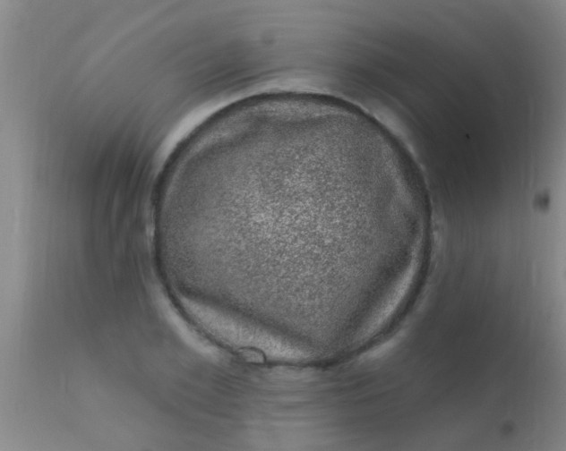 X0000110940981200907022129