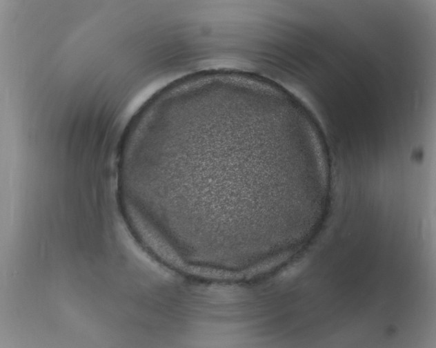 X0000110940983200907022129