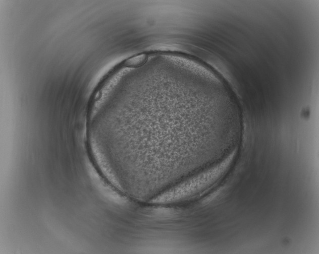 X0000110940984200907022129