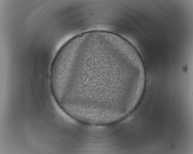 X0000110941135200907022127