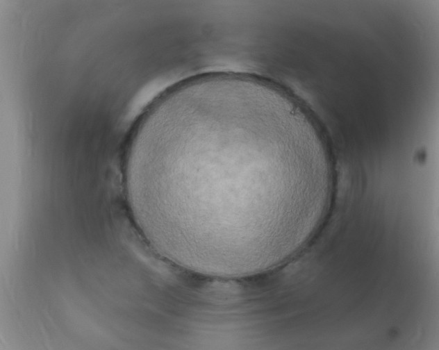 X0000110941215200907022126