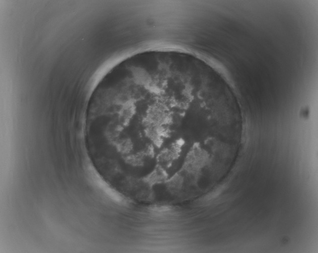 X0000110941231200907022126