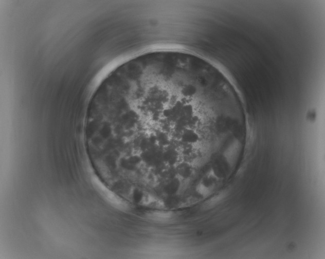 X0000110941245200907022126