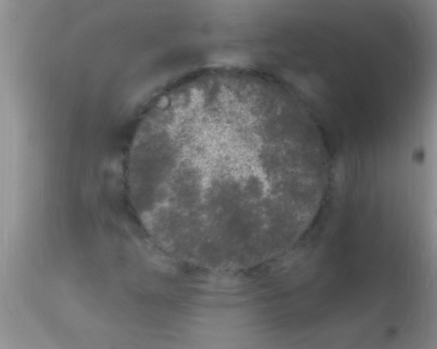 X0000110941254200907022125