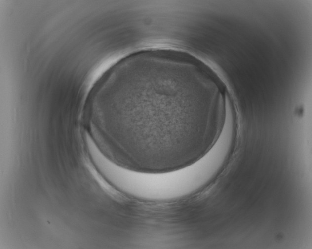 X0000110941285200907022125