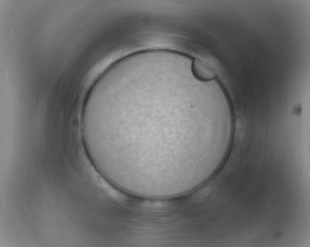 X0000110941286200907022125