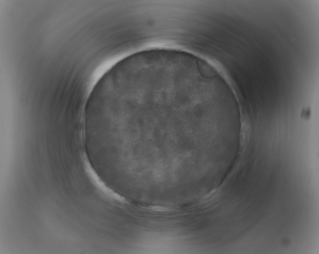 X0000110941295200907022125