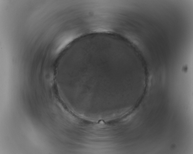 X0000110941306200907022124