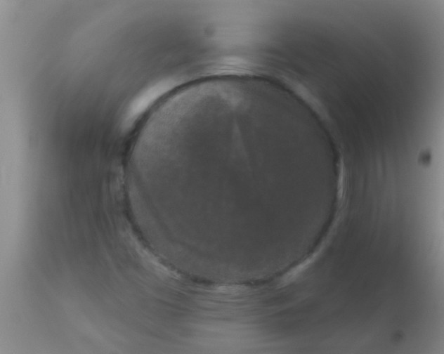 X0000110941453200907022122