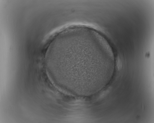 X0000110941494200907022121