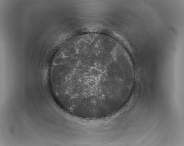 X0000110940018200907101256