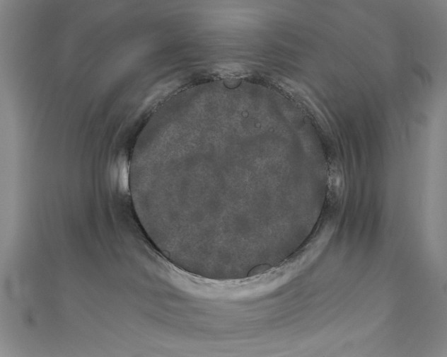 X0000110940046200907101256