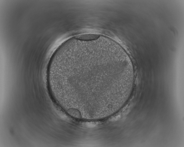 X0000110940103200907101255