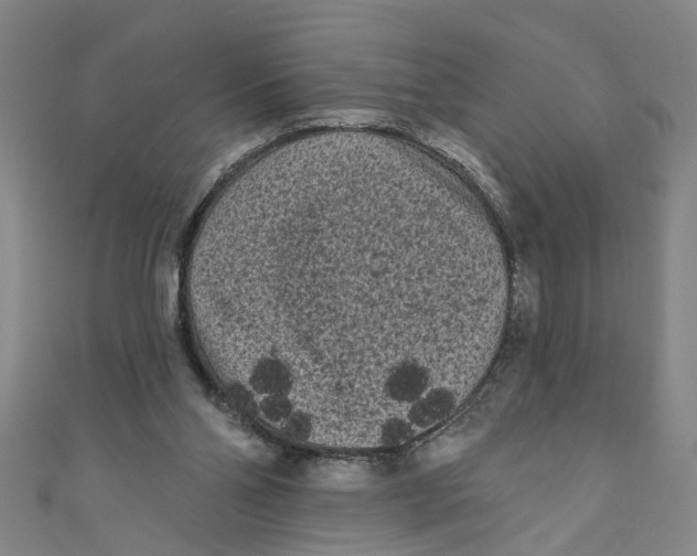 X0000110940110200907101255