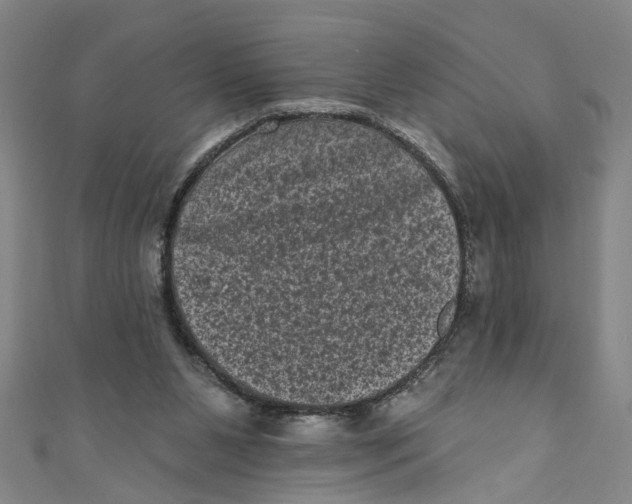 X0000110940111200907101255