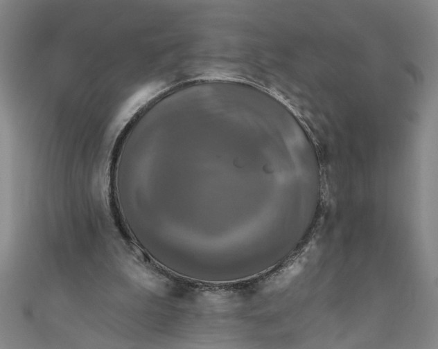 X0000110940199200907101253
