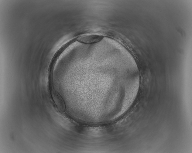 X0000110940344200907101251