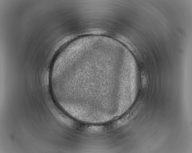 X0000110940350200907101251