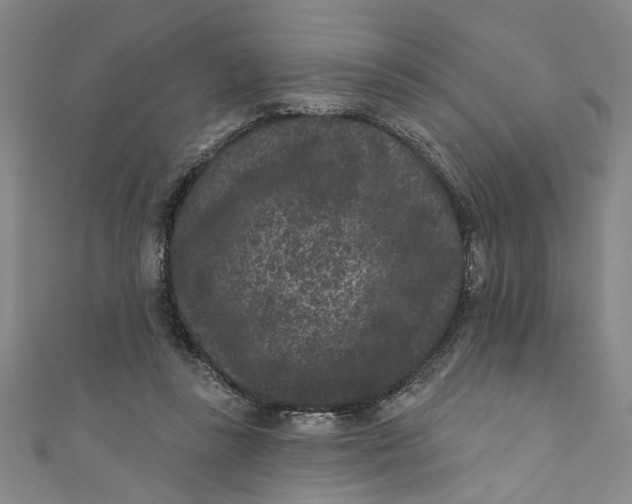 X0000110940355200907101251