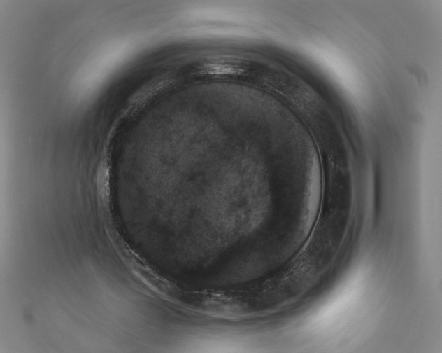 X0000110940387200907101251