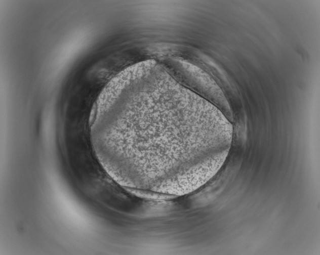 X0000110940429200907101250