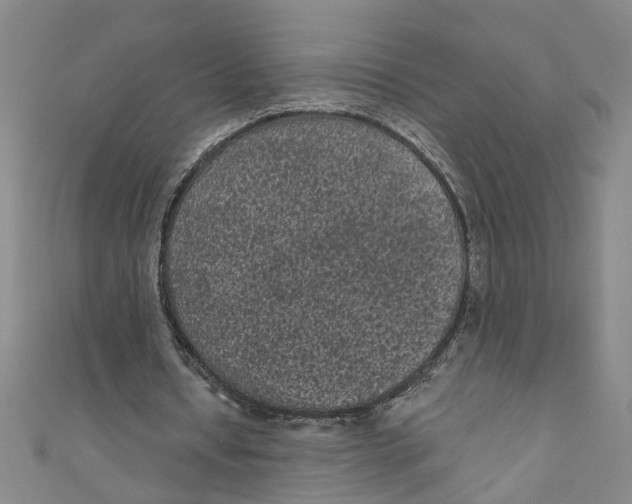 X0000110940434200907101250