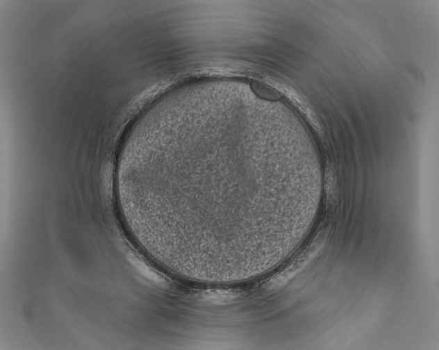 X0000110940445200907101250