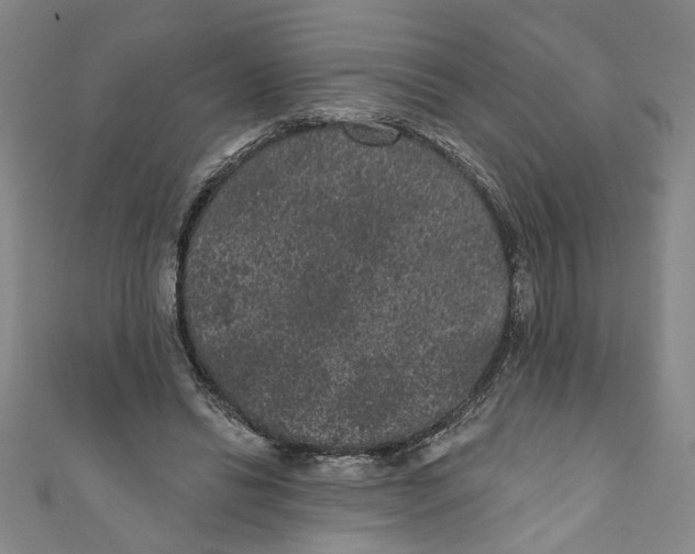 X0000110940446200907101250