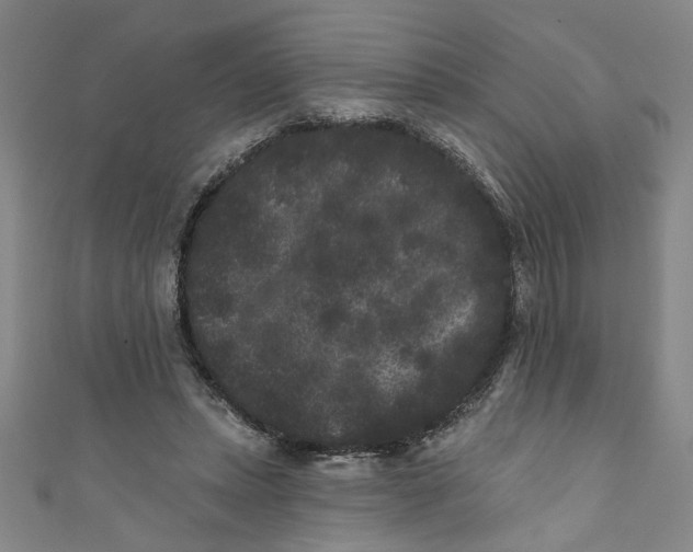 X0000110940447200907101250