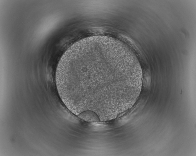 X0000110940477200907101250
