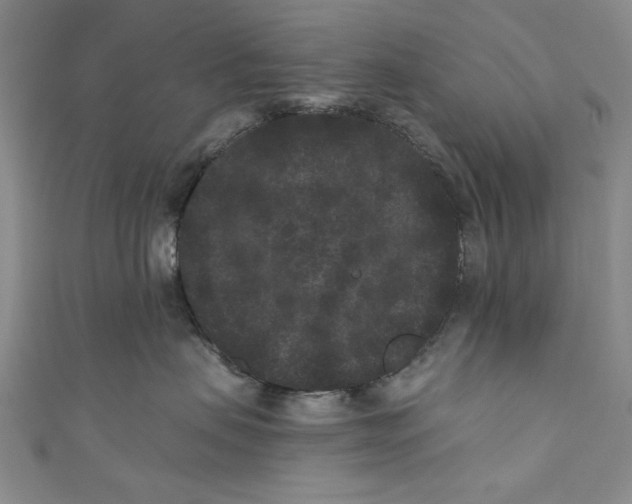X0000110940479200907101250