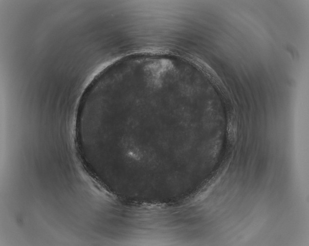 X0000110940484200907101250