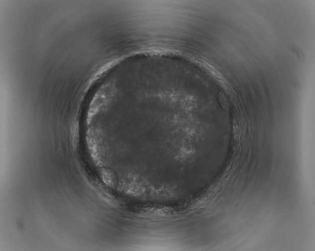 X0000110940488200907101250