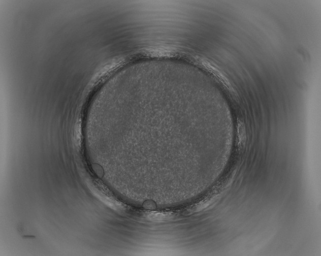 X0000110940494200907101250