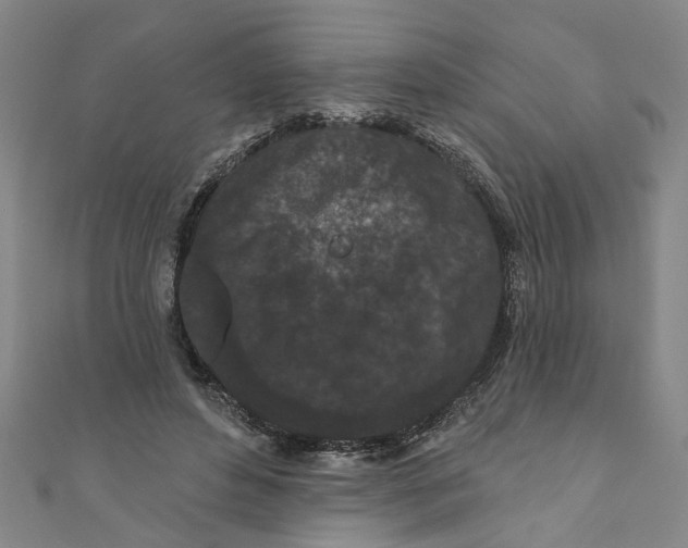 X0000110940496200907101250