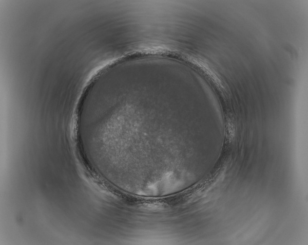 X0000110940583200907101248