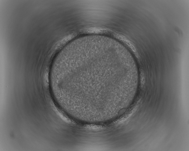 X0000110940633200907101247