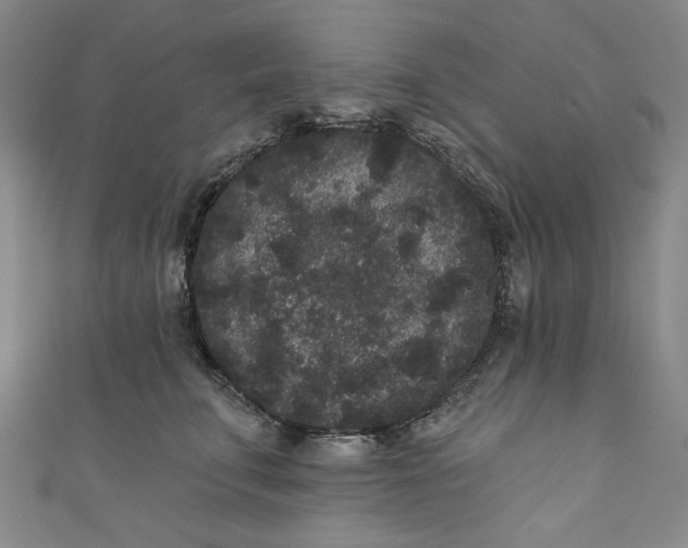 X0000110940711200907101247