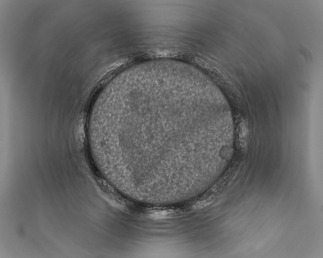 X0000110940746200907101246