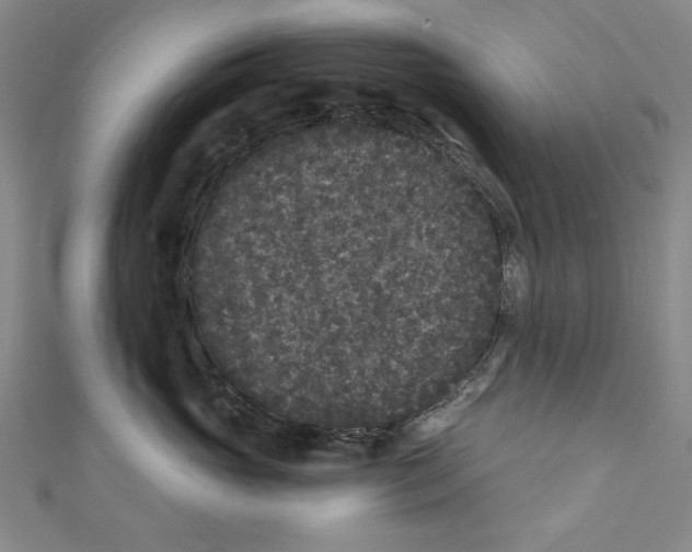 X0000110940765200907101247