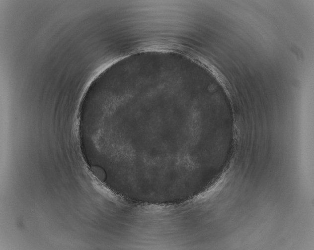 X0000110940779200907101246