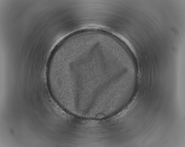 X0000110940783200907101246