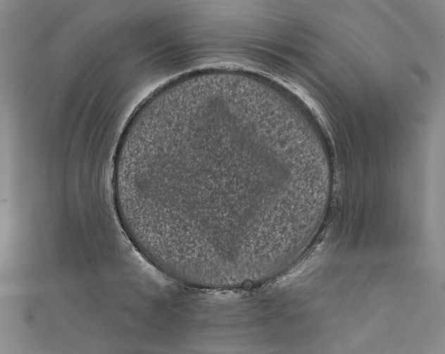 X0000110940799200907101246